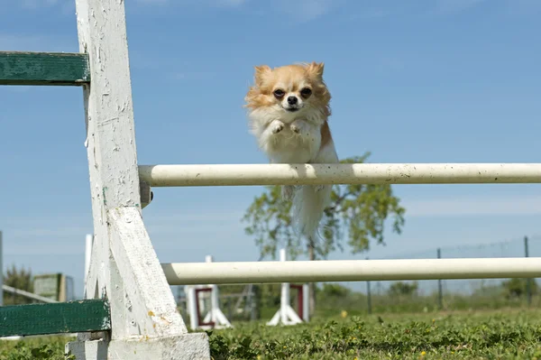 Chihuahua in agility — Stock Photo, Image