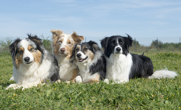 Groupe de chiens — Photo