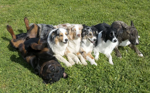 Grupp av hundar — Stockfoto