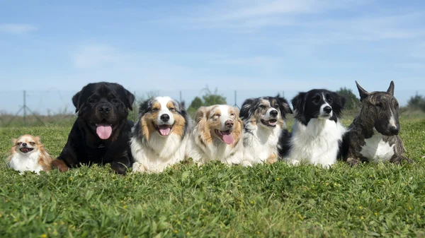 Group of dogs — Stock Photo, Image