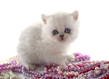 yavru kedi egzotik stenografi