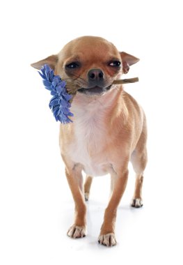 Chihuahua ve çiçek