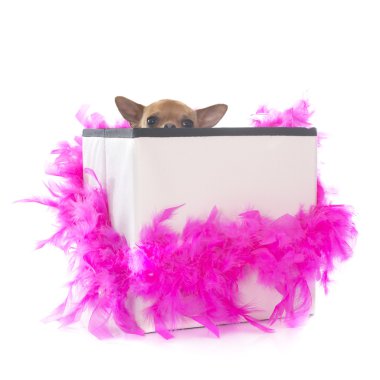 Chihuahua
