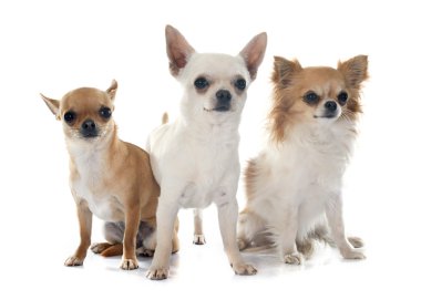 Chihuahuas