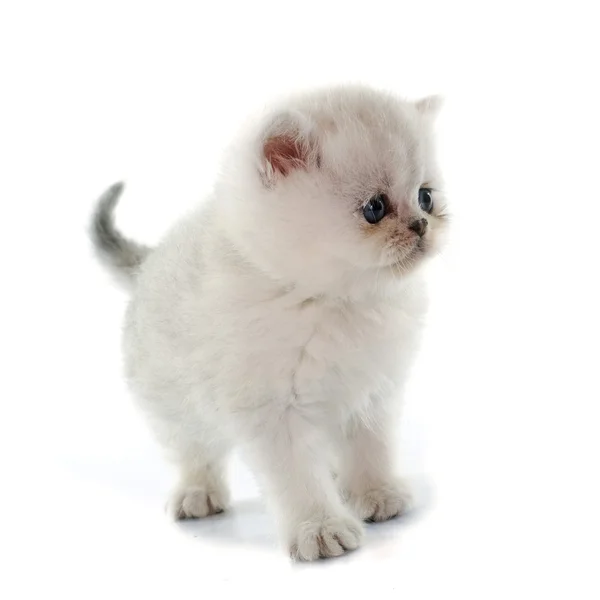 Kitten exotic shorthair — Stock Photo, Image