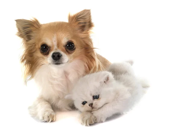 Gatinho exótico shorthair e chihuahua — Fotografia de Stock