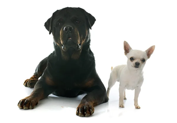 Chihuahua i rottweiler — Zdjęcie stockowe