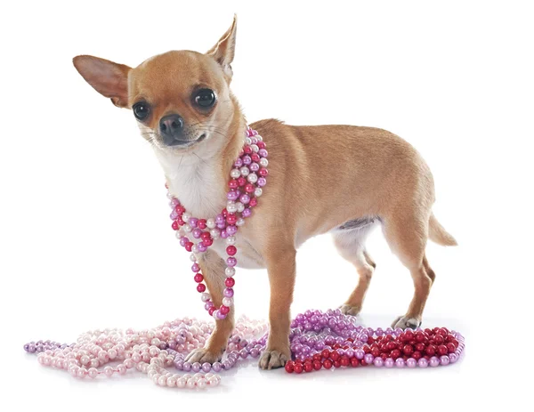 Chihuahua — Stock Photo, Image