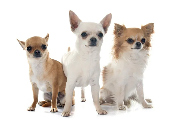 Chihuahuas — Stockfoto