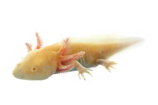 Axolotl — стокове фото