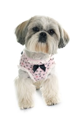 Shih Tzu