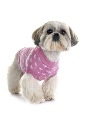 Shih Tzu