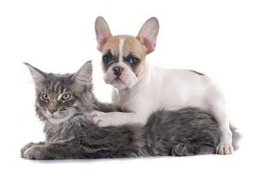 kedi ve köpek yavrusu Fransız buldozer
