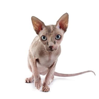 alında saç çizgisi Sphynx kedi