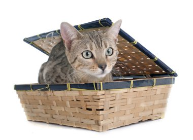 Bengal kedi gümüş
