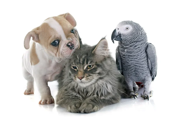 앵무새, 강아지와 고양이 — 스톡 사진