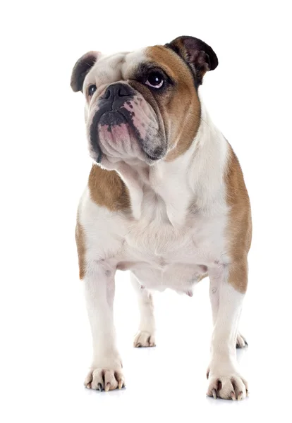 Engelse Bulldog — Stockfoto