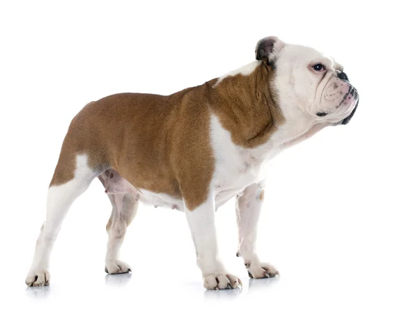 English bulldog — Stock Photo, Image