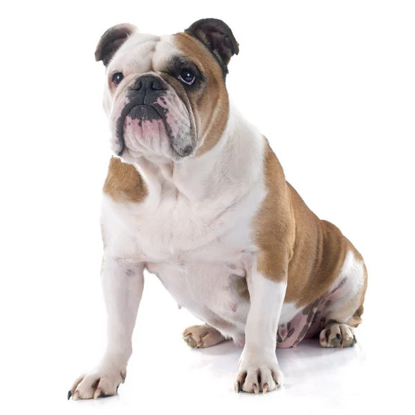 Englische Bulldogge — Stockfoto