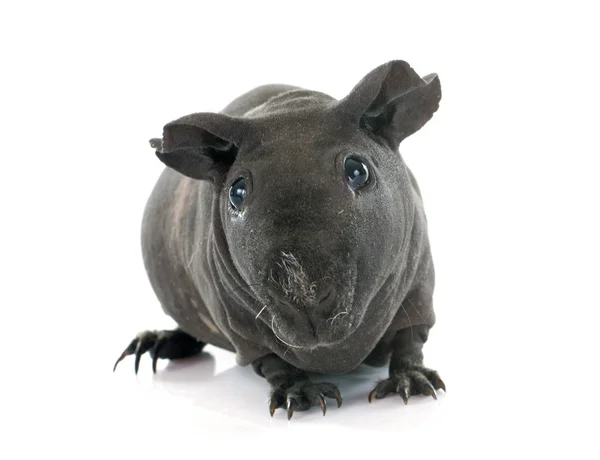 Cochon de Guinée sans poils — Photo