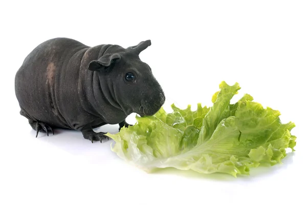Cochon de Guinée sans poils — Photo