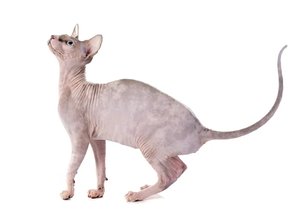 Sphynx hårlös katt — Stockfoto