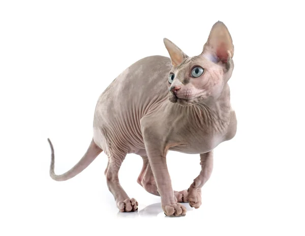 Alında saç çizgisi Sphynx kedi — Stok fotoğraf