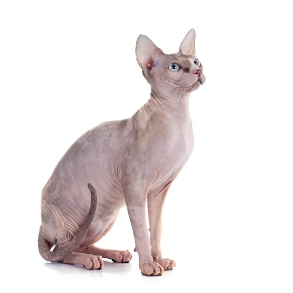 Alında saç çizgisi Sphynx kedi — Stok fotoğraf