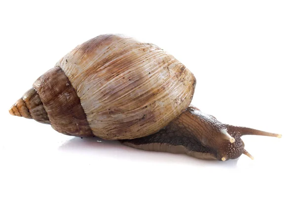 Giant African snail — Stock Photo, Image