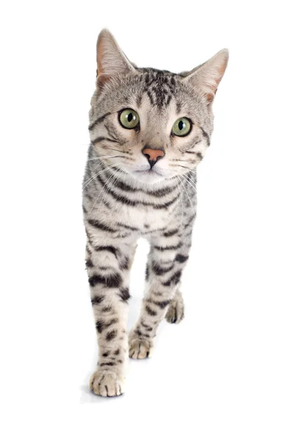 Bengáli macska ezüst — Stock Fotó