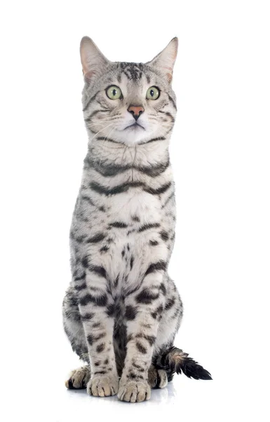 Bengáli macska ezüst — Stock Fotó