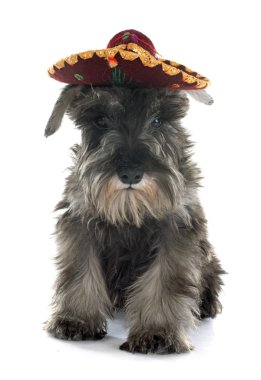 Köpek yavrusu minyatür schnauzer