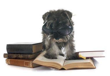 Köpek yavrusu minyatür schnauzer