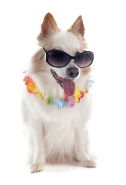 İzlandalı çoban köpeği