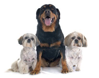 Shih Tzu ve rottweiler