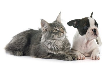 kedi ve köpek yavrusu Fransız buldozer