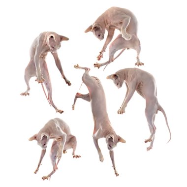 alında saç çizgisi Sphynx Cat oynamak