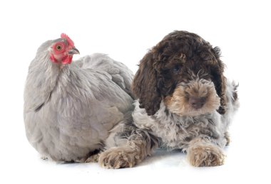 lagotto'i romagnolo ve tavuk