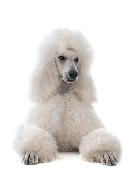 Poodle padrão branco — Fotografia de Stock