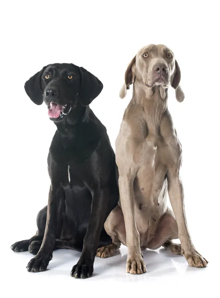 Labrador retriever e weimaraner — Fotografia de Stock