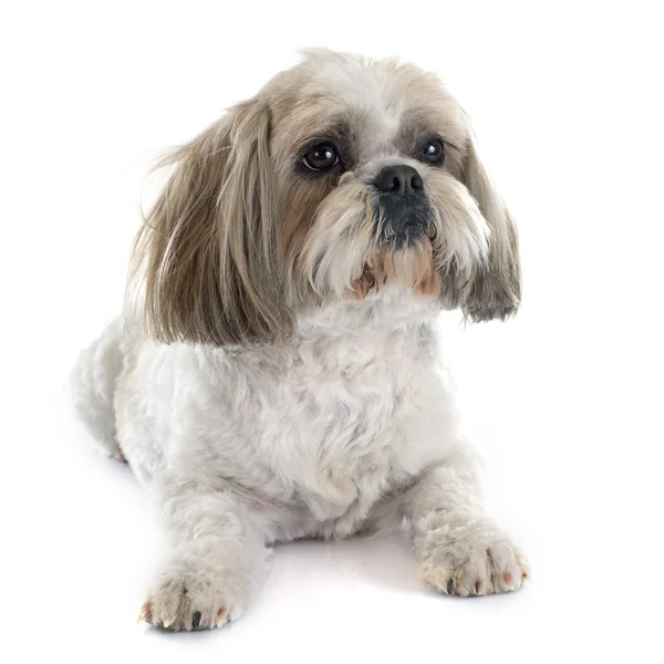 Shih Tzu — Zdjęcie stockowe