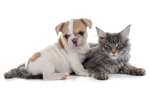 Cucciolo bulldog francese e gatto — Foto Stock