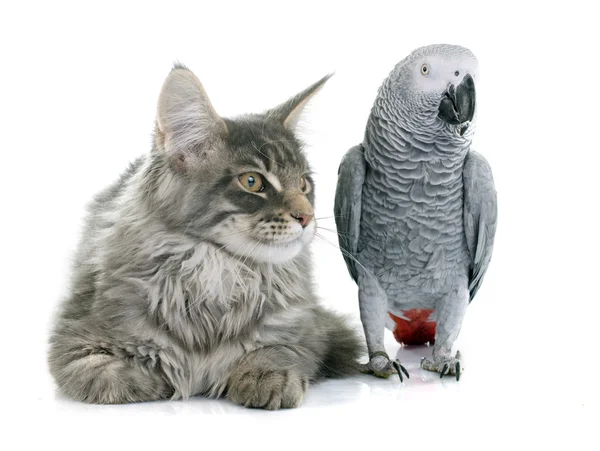 African grey parrot and cat — Stock Photo, Image