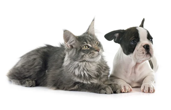 Buldog francuski szczeniak i kot — Zdjęcie stockowe