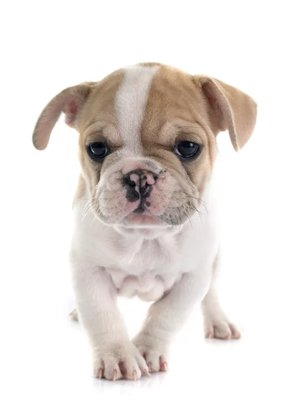 Puppy Franse bulldog — Stockfoto