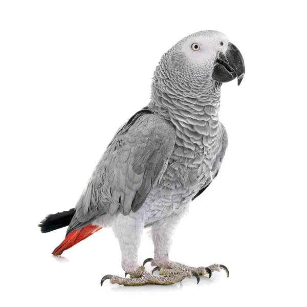 African grey parrot — Stock Photo, Image