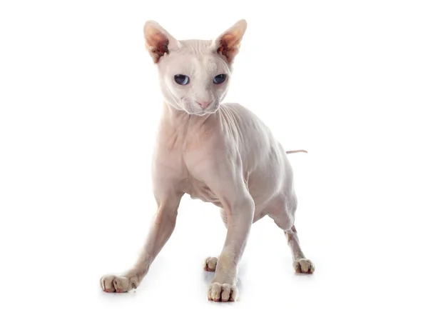 Alında saç çizgisi Sphynx kedi — Stok fotoğraf