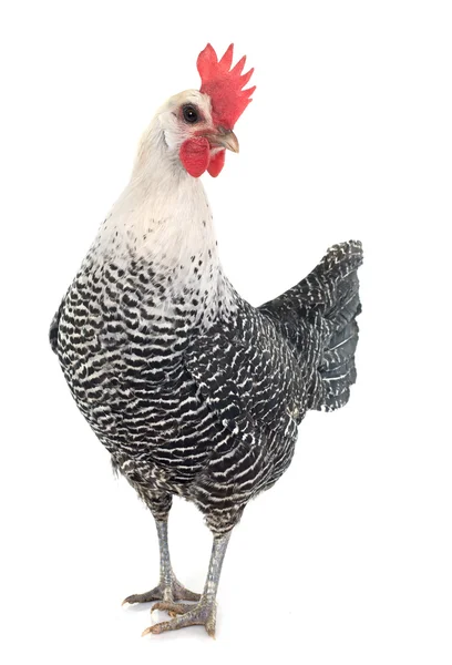 Κοτόπουλο Braekel — Φωτογραφία Αρχείου