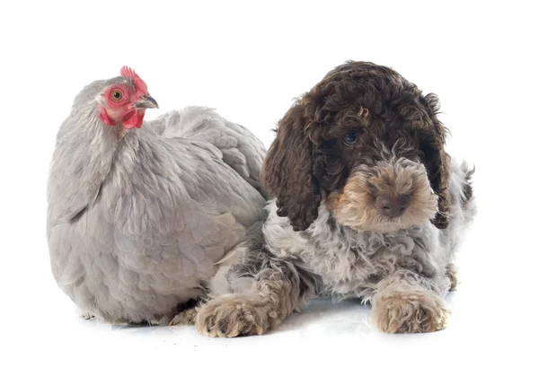 Lagotto romagnolo and chicken — Stock Photo, Image