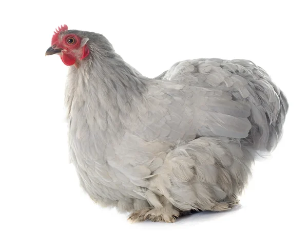 Pekin chicken — Stock Photo, Image